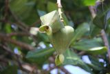 Barringtonia asiatica