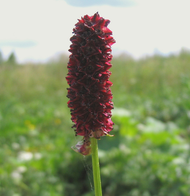 Изображение особи Sanguisorba officinalis.