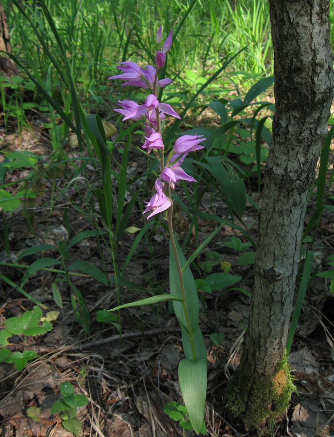 Image of Cephalanthera rubra specimen.