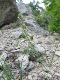 Anthericum liliago. Плодоносящее растение. Крым, Судакский р-н, южный склон горы Эчки-Даг. 28.06.2014.