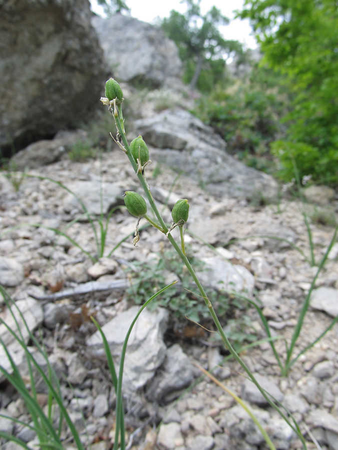 Image of Anthericum liliago specimen.