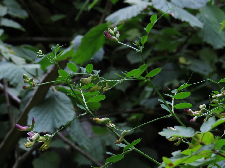 Image of Vicia dumetorum specimen.