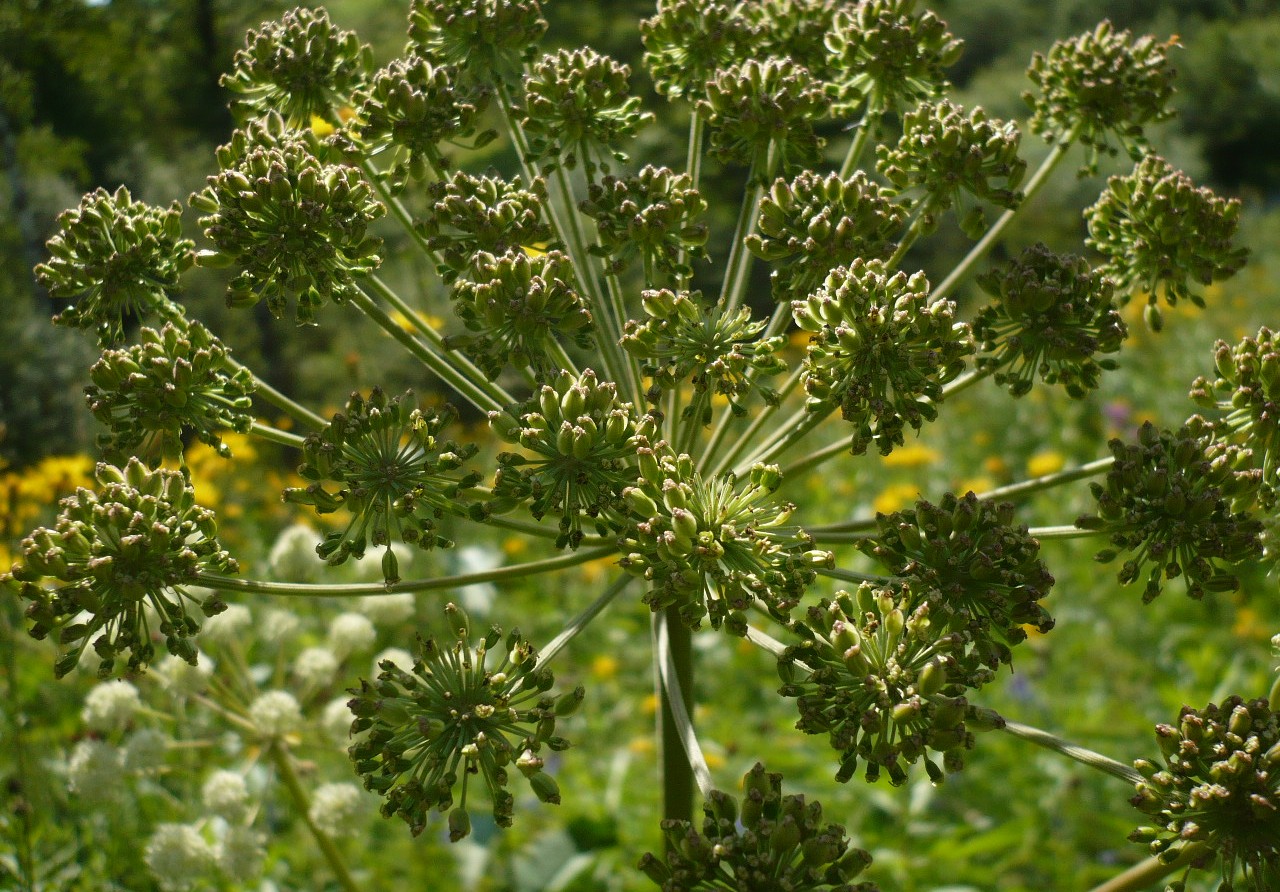 Изображение особи Angelica sylvestris.