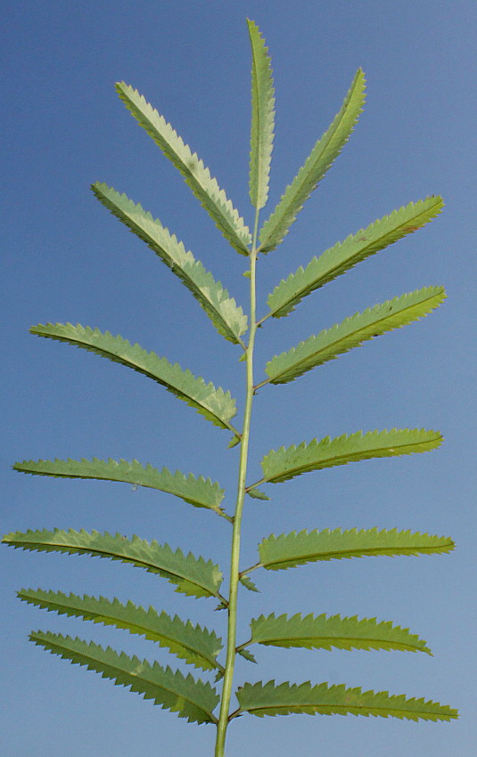 Image of Sanguisorba tenuifolia specimen.