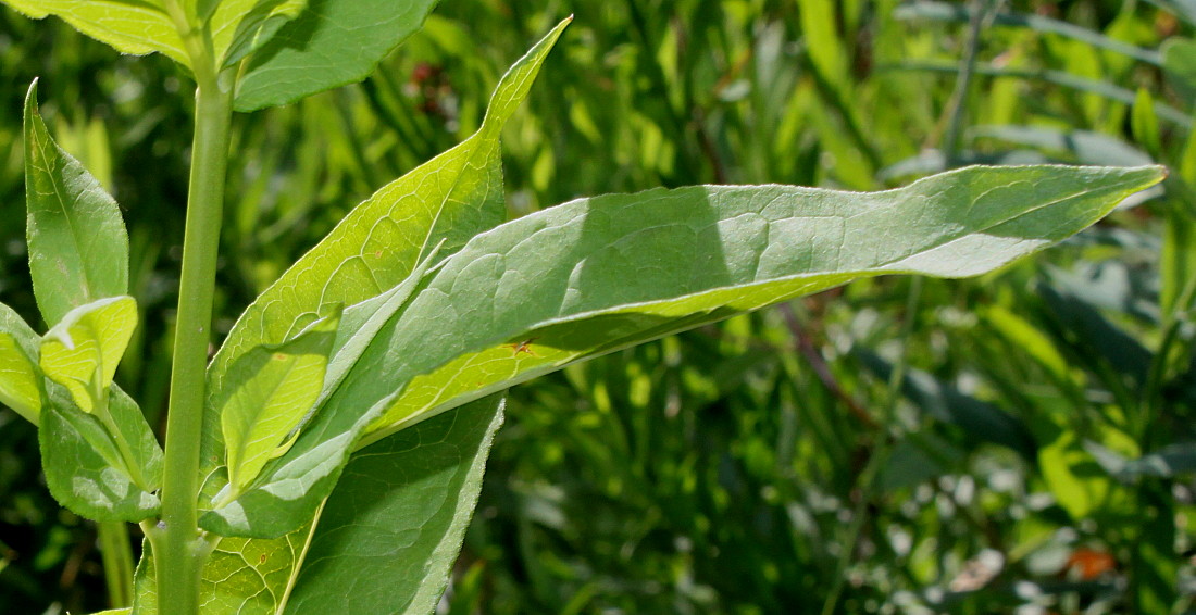 Image of Phlox paniculata specimen.