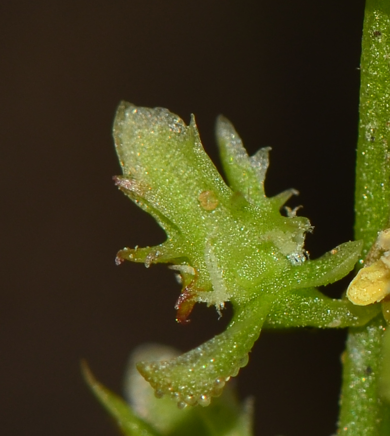 Изображение особи Rumex bucephalophorus.