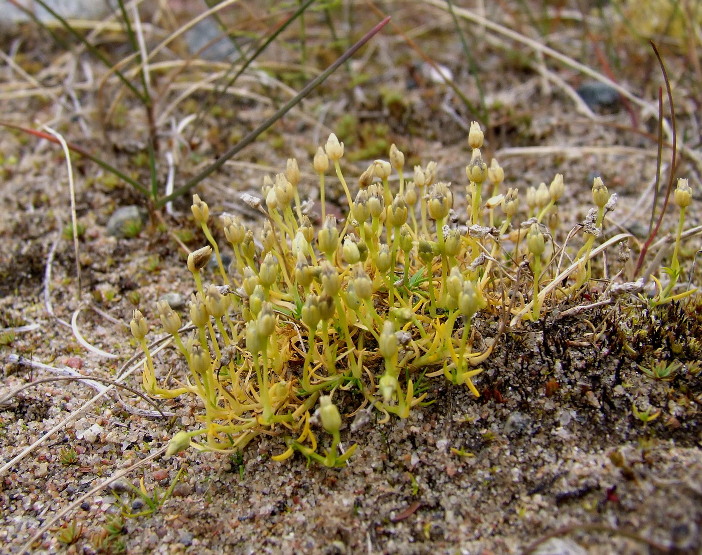 Image of Sagina saginoides specimen.