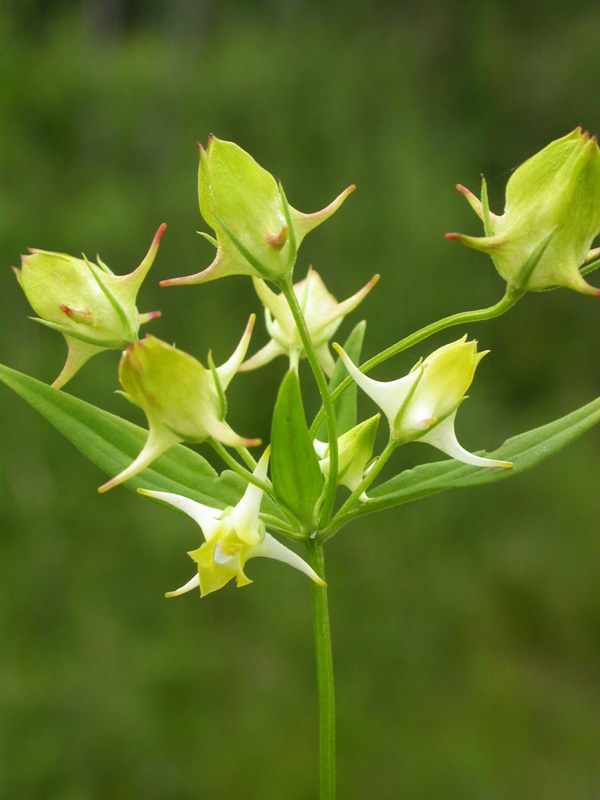 Image of Halenia corniculata specimen.