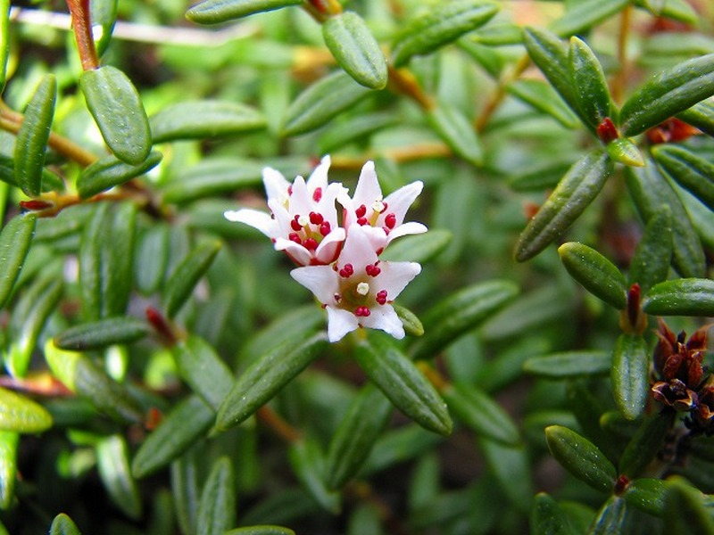 Image of Loiseleuria procumbens specimen.