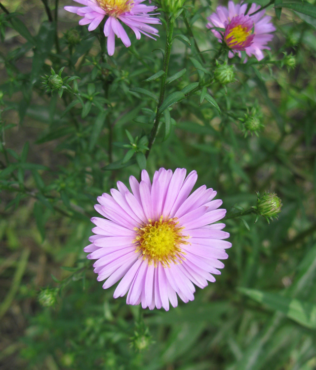 Изображение особи Symphyotrichum &times; versicolor.