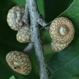 Quercus rubra. Завязавшиеся плоды. Белгородская обл., пос. Борисовка. 27.06.2009.