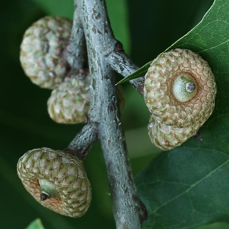 Image of Quercus rubra specimen.