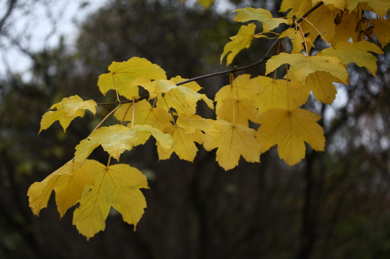 Image of Acer pseudoplatanus specimen.