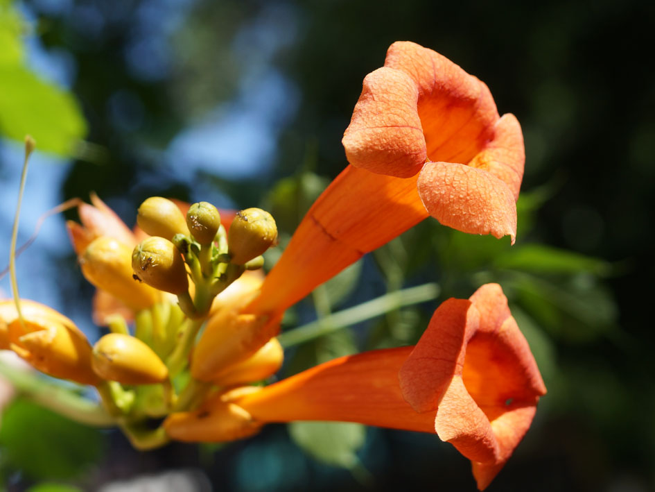 Изображение особи Campsis radicans.