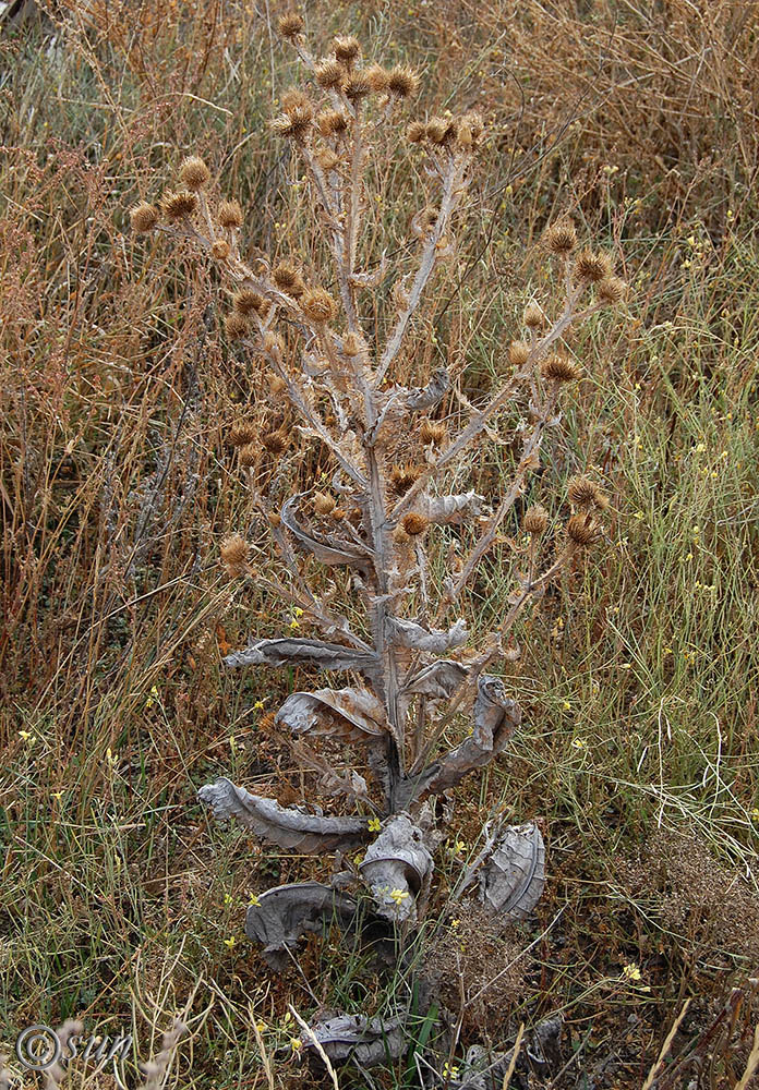 Image of Onopordum acanthium specimen.