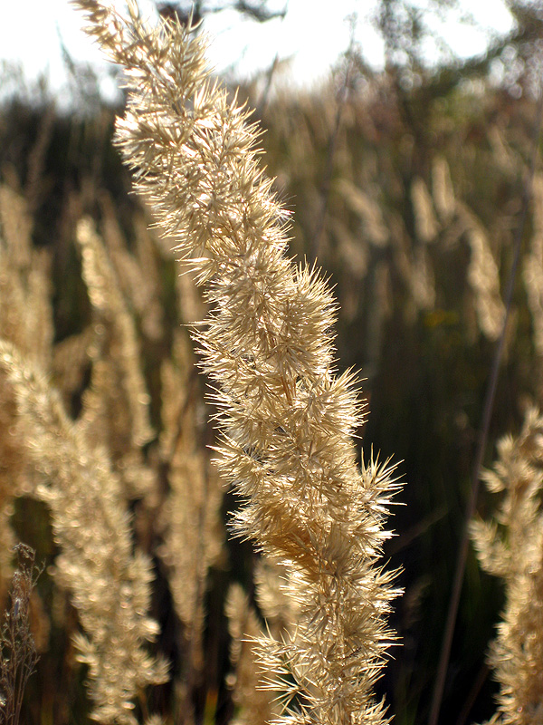 Изображение особи Calamagrostis epigeios.