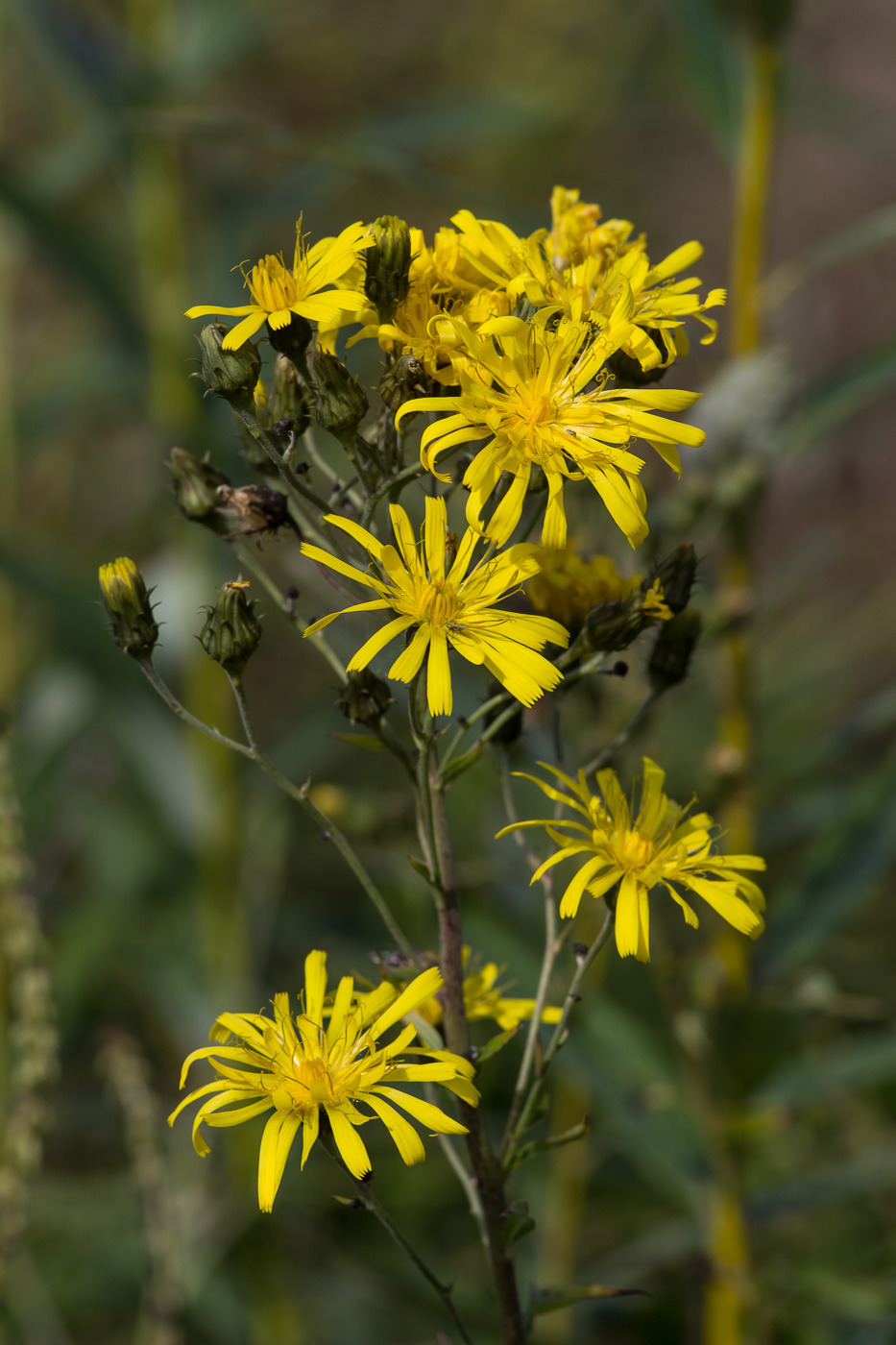 Image of Hieracium umbellatum specimen.