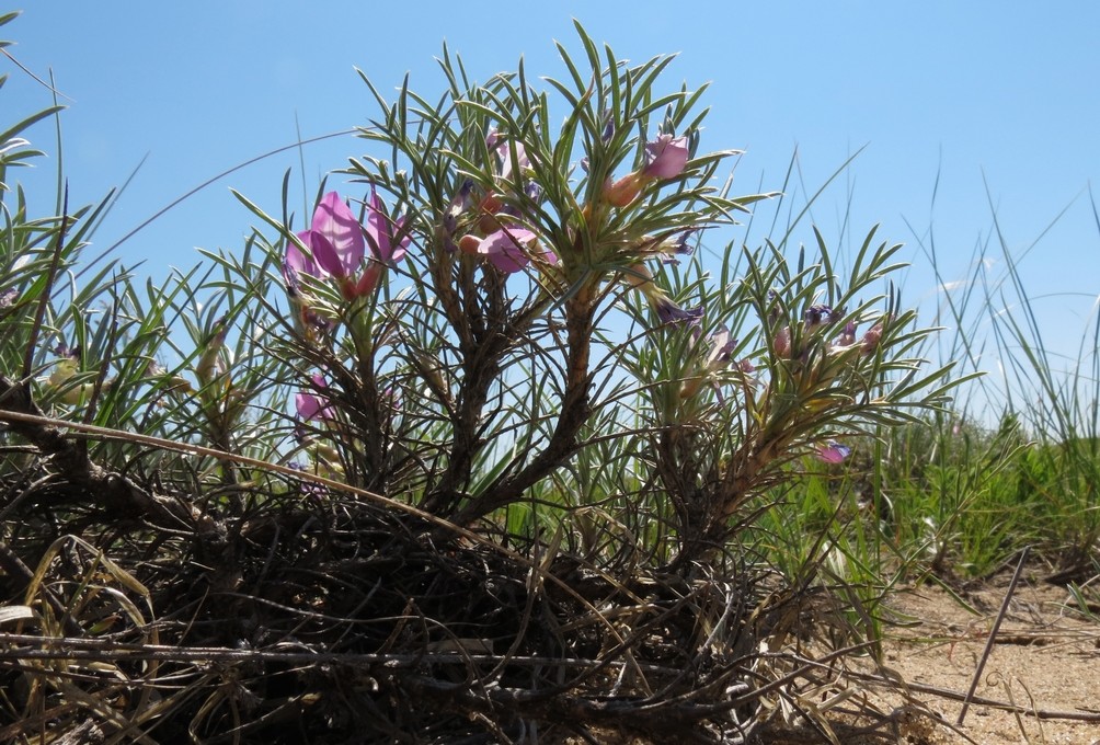 Изображение особи Oxytropis aciphylla.