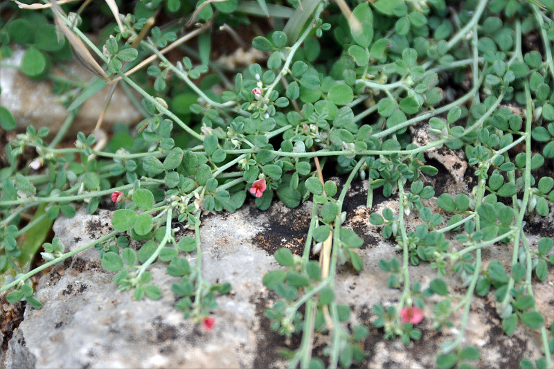 Image of Indigofera nephrocarpa specimen.