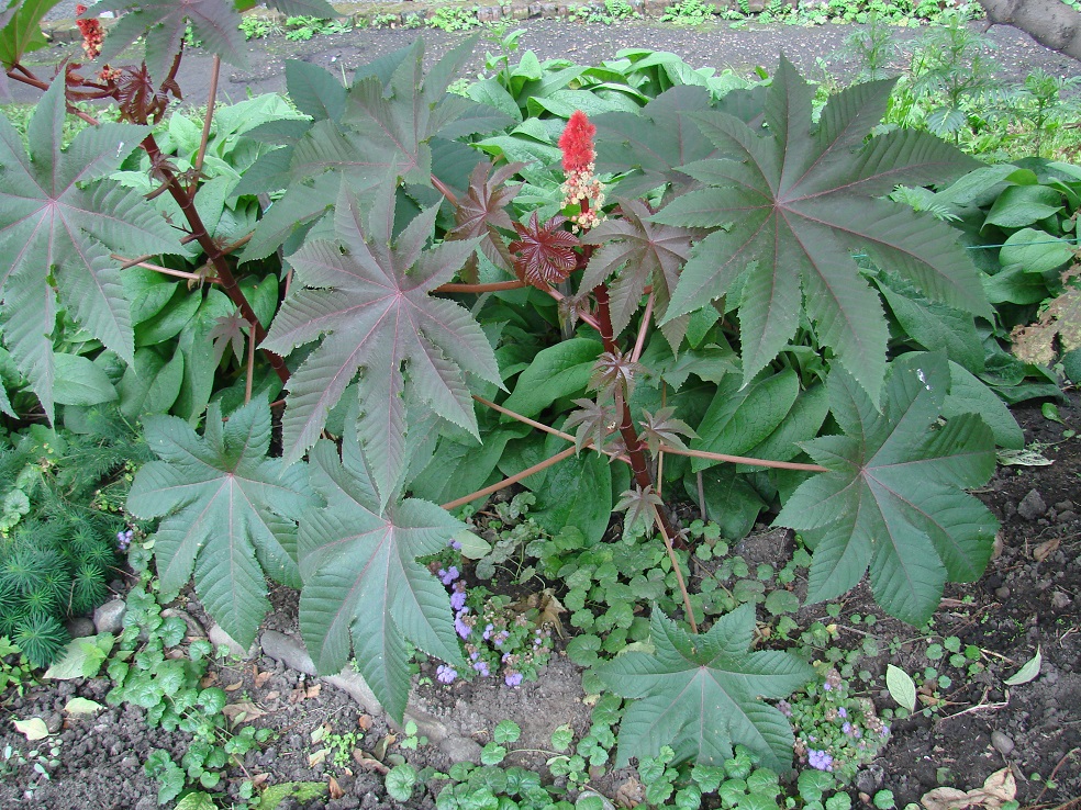 Image of Ricinus communis specimen.