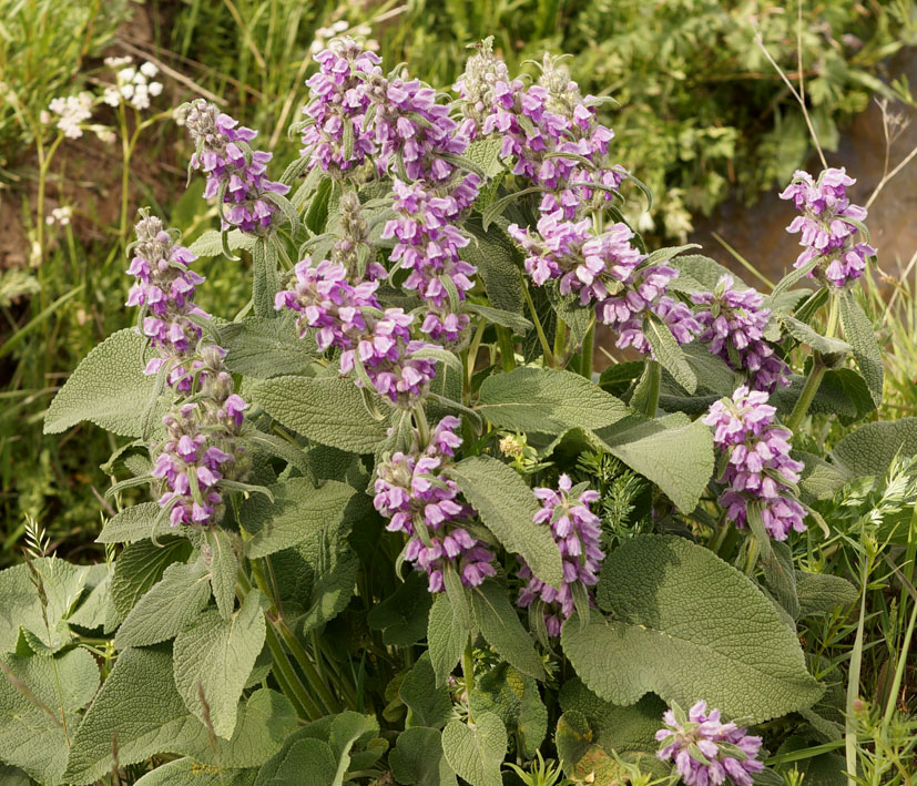 Image of Phlomoides oreophila specimen.