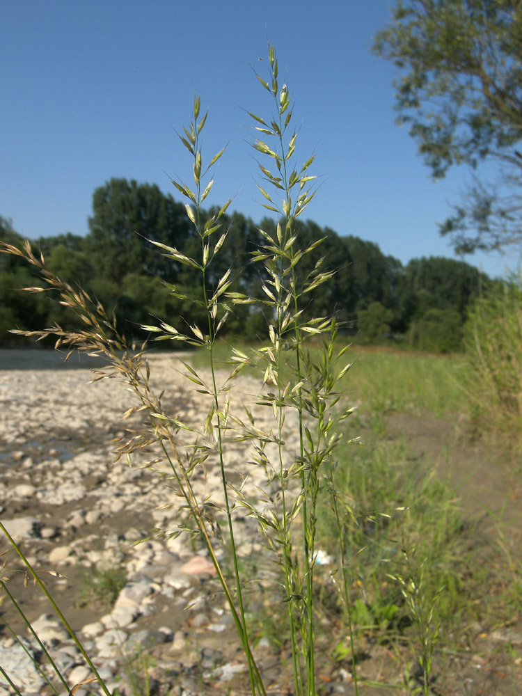 Image of Arrhenatherum elatius specimen.