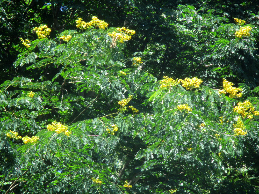 Image of Caesalpinia ferrea specimen.