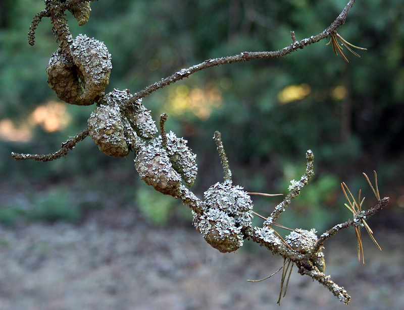 Image of Pinus banksiana specimen.