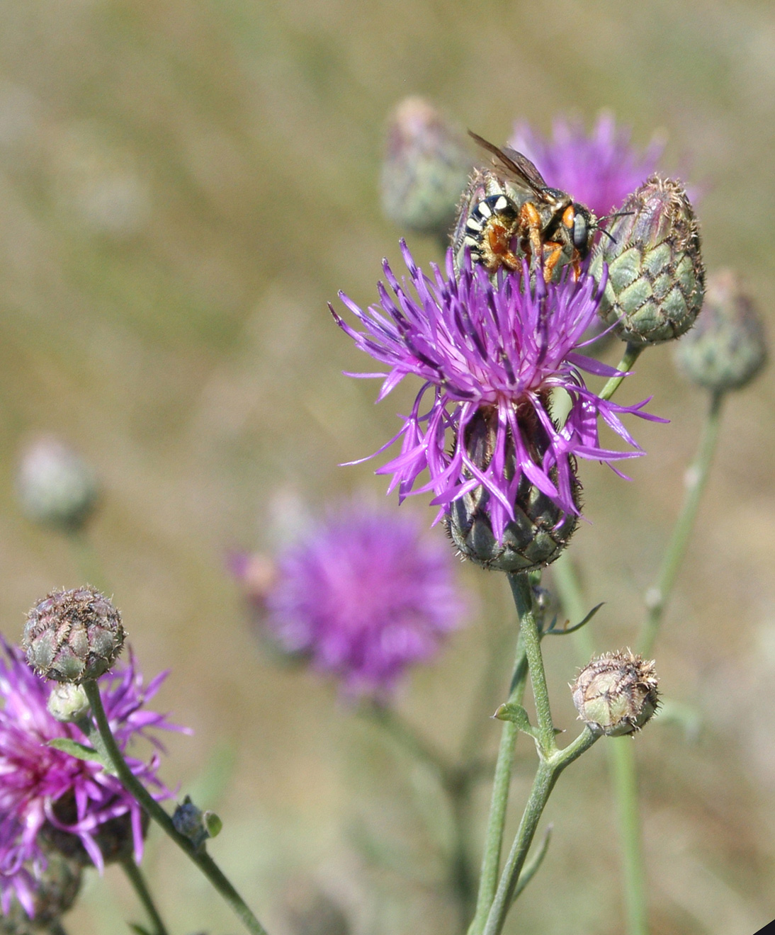 Image of Centaurea adpressa specimen.