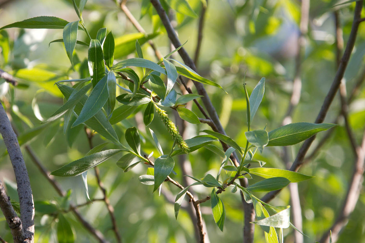 Изображение особи Salix alba.