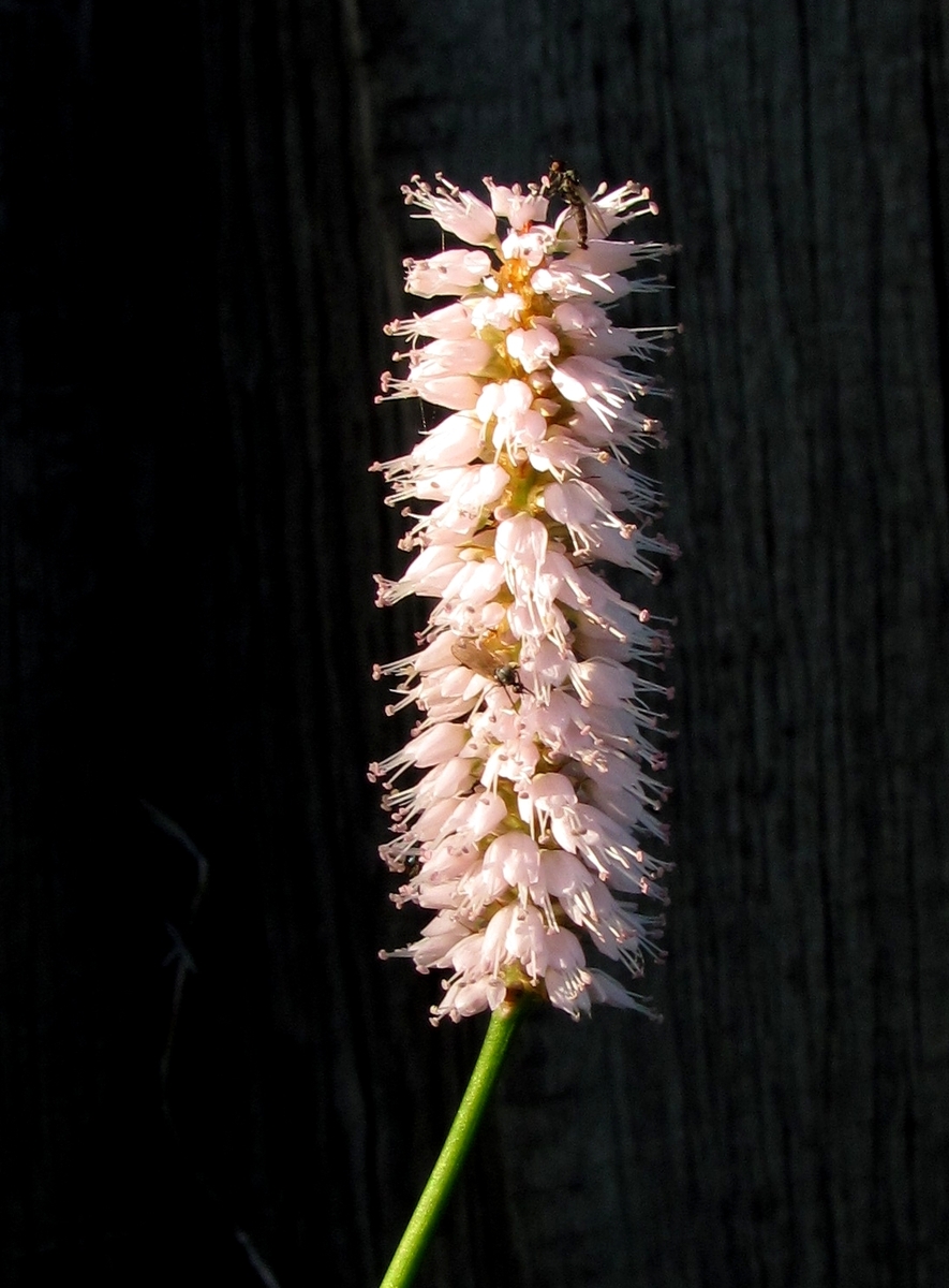 Изображение особи Bistorta officinalis.