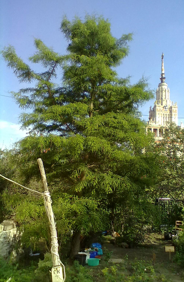 Image of Taxodium distichum specimen.