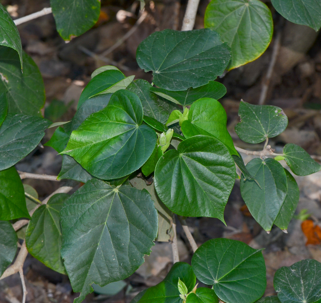 Image of Hibiscus elatus specimen.