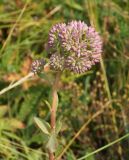 Hylotelephium triphyllum. Верхушка расцветающего растения. Восточный Казахстан, Кокпектинский р-н, 25 км в горы от с. Пантелеймоновка, 1000 м н.у.м., сопка. 19.07.2015.