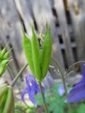 Aquilegia sibirica