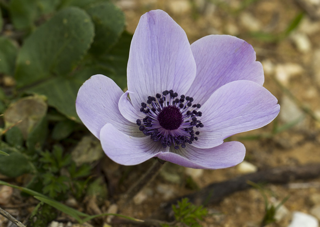 Изображение особи Anemone coronaria.