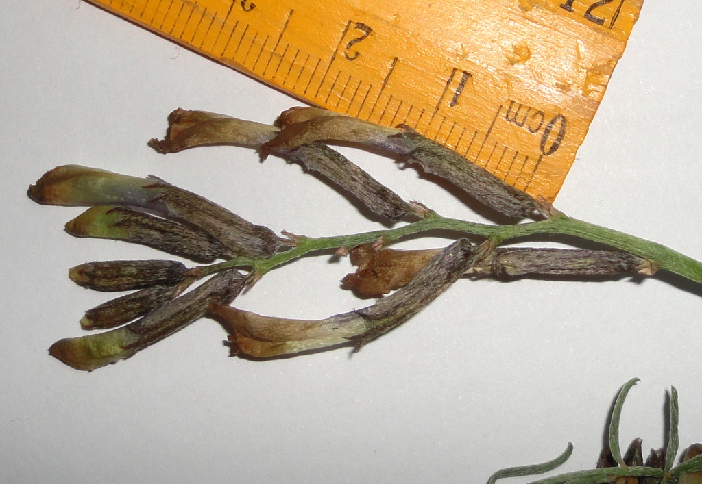 Image of Astragalus argyroides specimen.