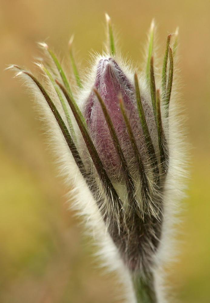 Image of Pulsatilla patens specimen.