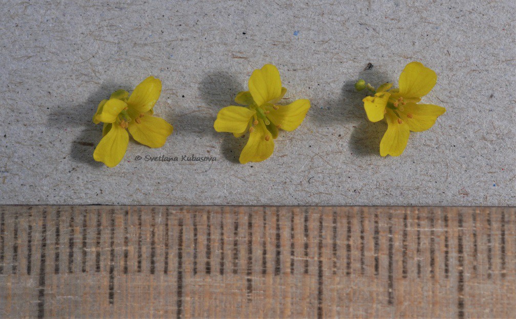 Image of Draba bruniifolia specimen.