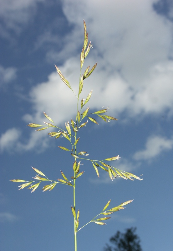 Изображение особи Festuca arundinacea.