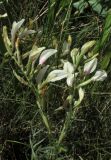 Astragalus ucrainicus. Верхушка цветущего растения. Крым, западное побережье, мыс Лукулл, степь. 15 мая 2016 г.