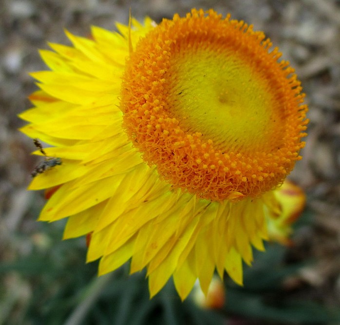 Image of Xerochrysum bracteatum specimen.