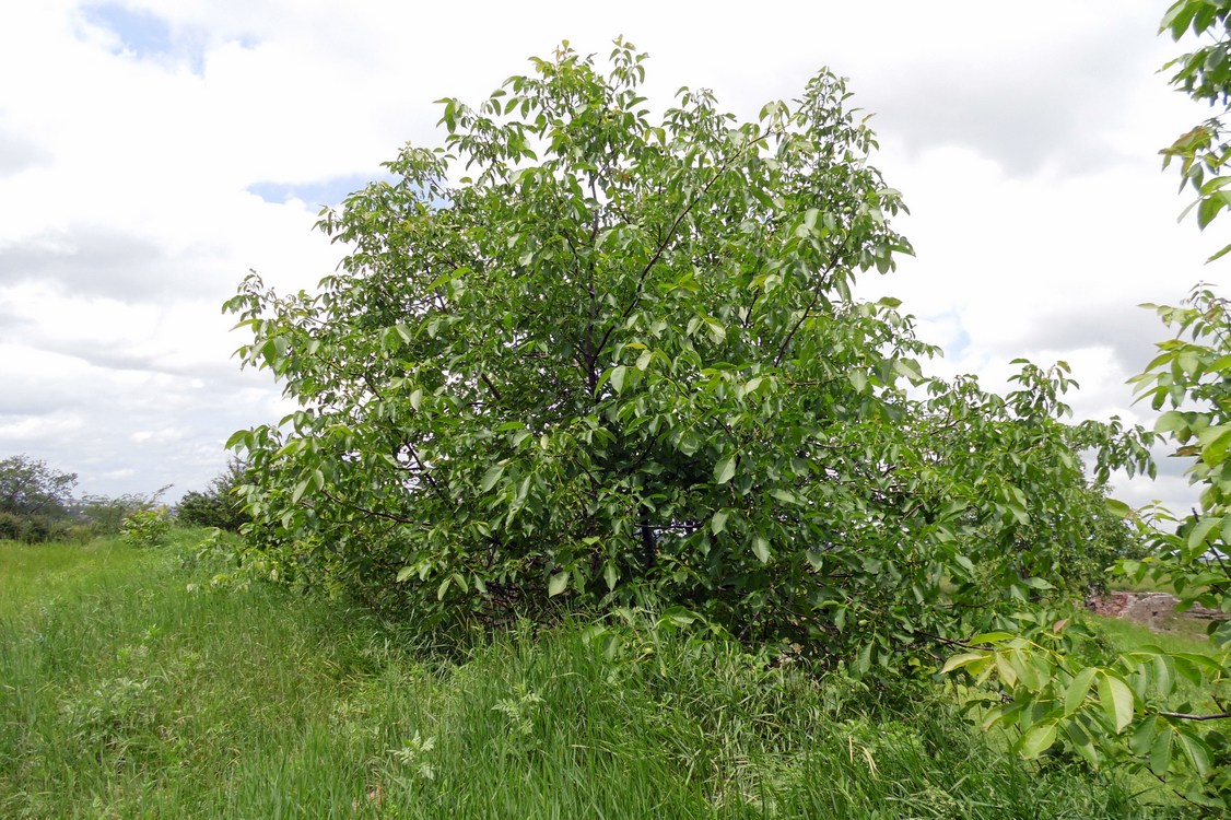 Image of Juglans regia specimen.