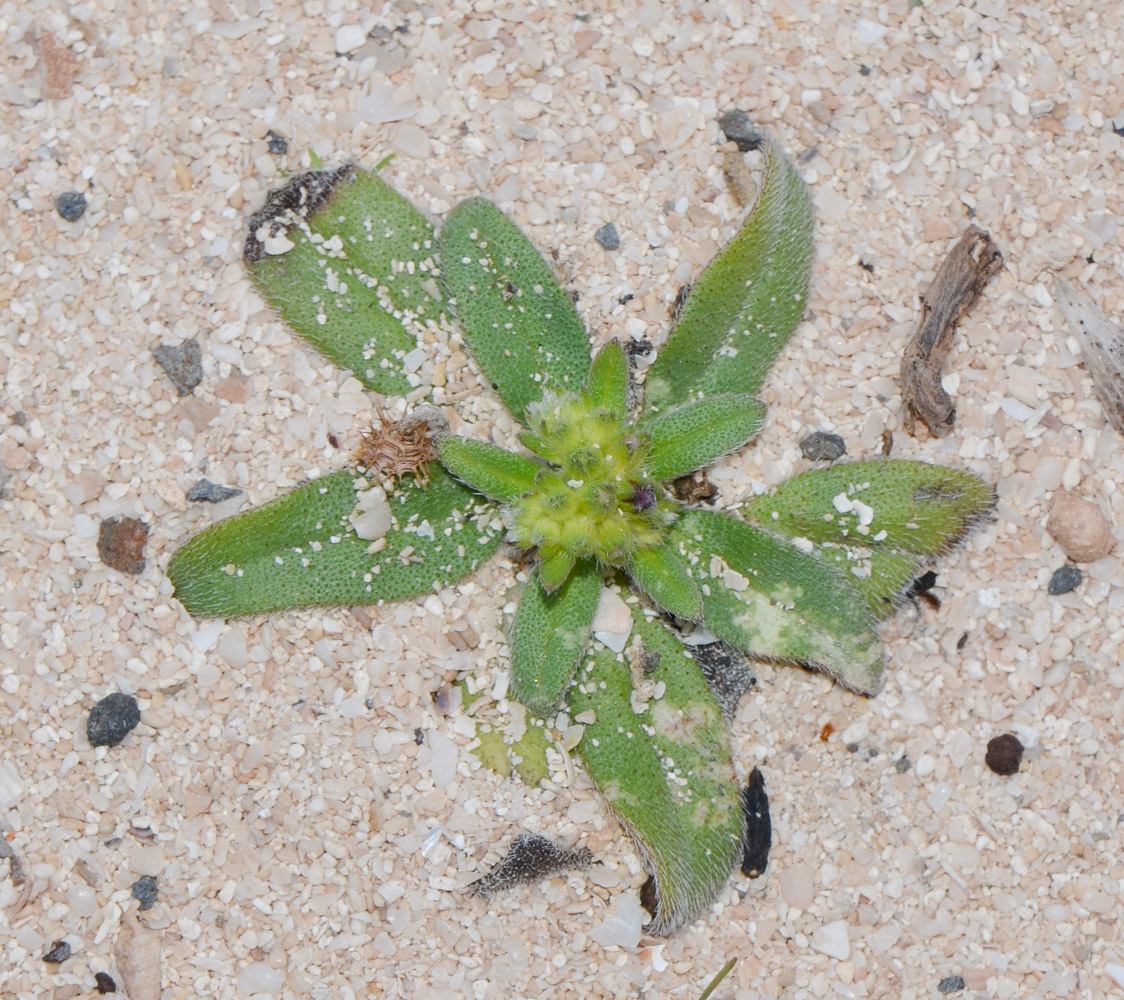 Image of Echium bonnetii specimen.