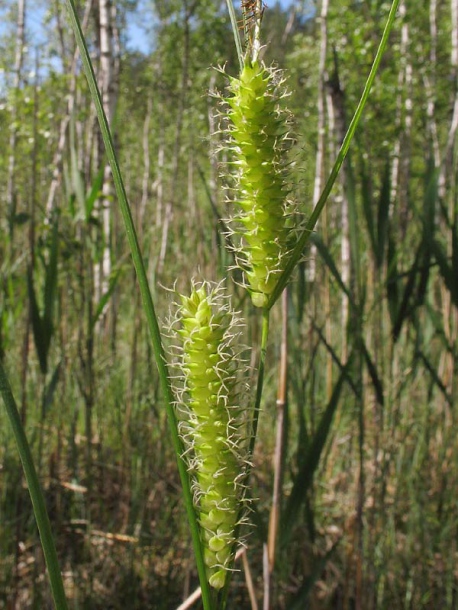 Image of Carex rostrata specimen.