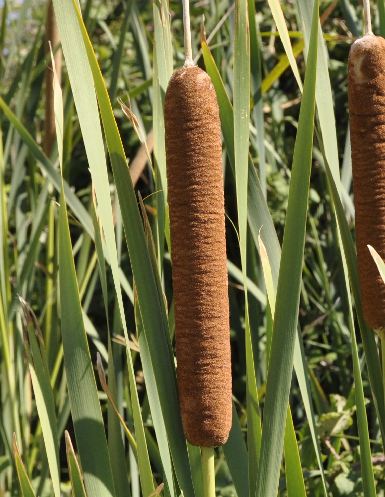 Изображение особи Typha latifolia.