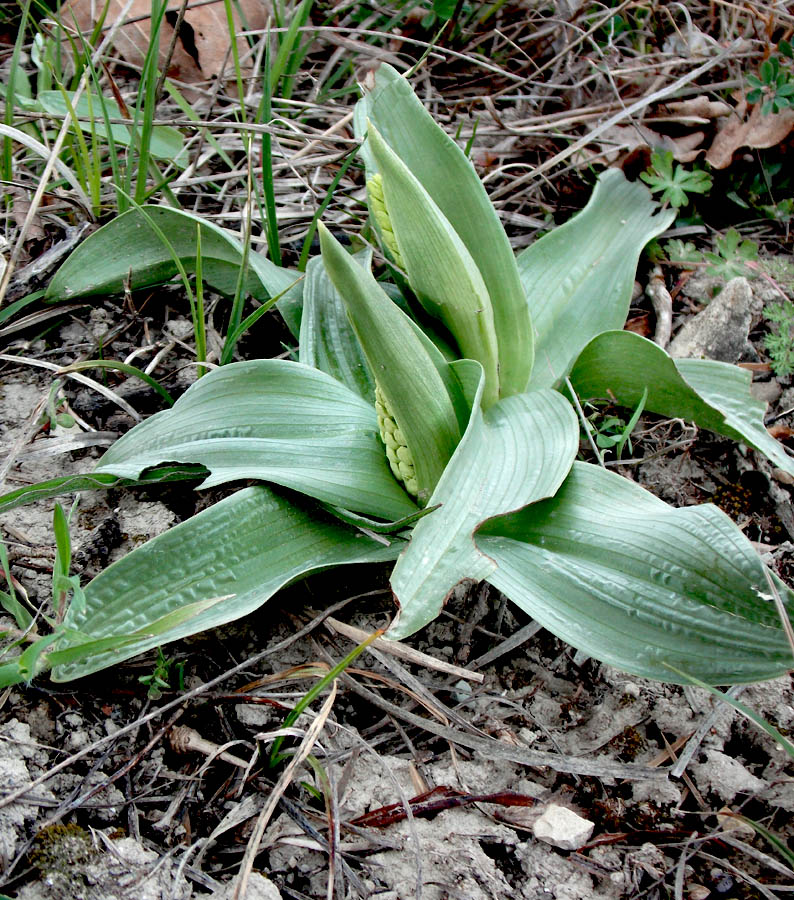 Изображение особи Orchis punctulata.