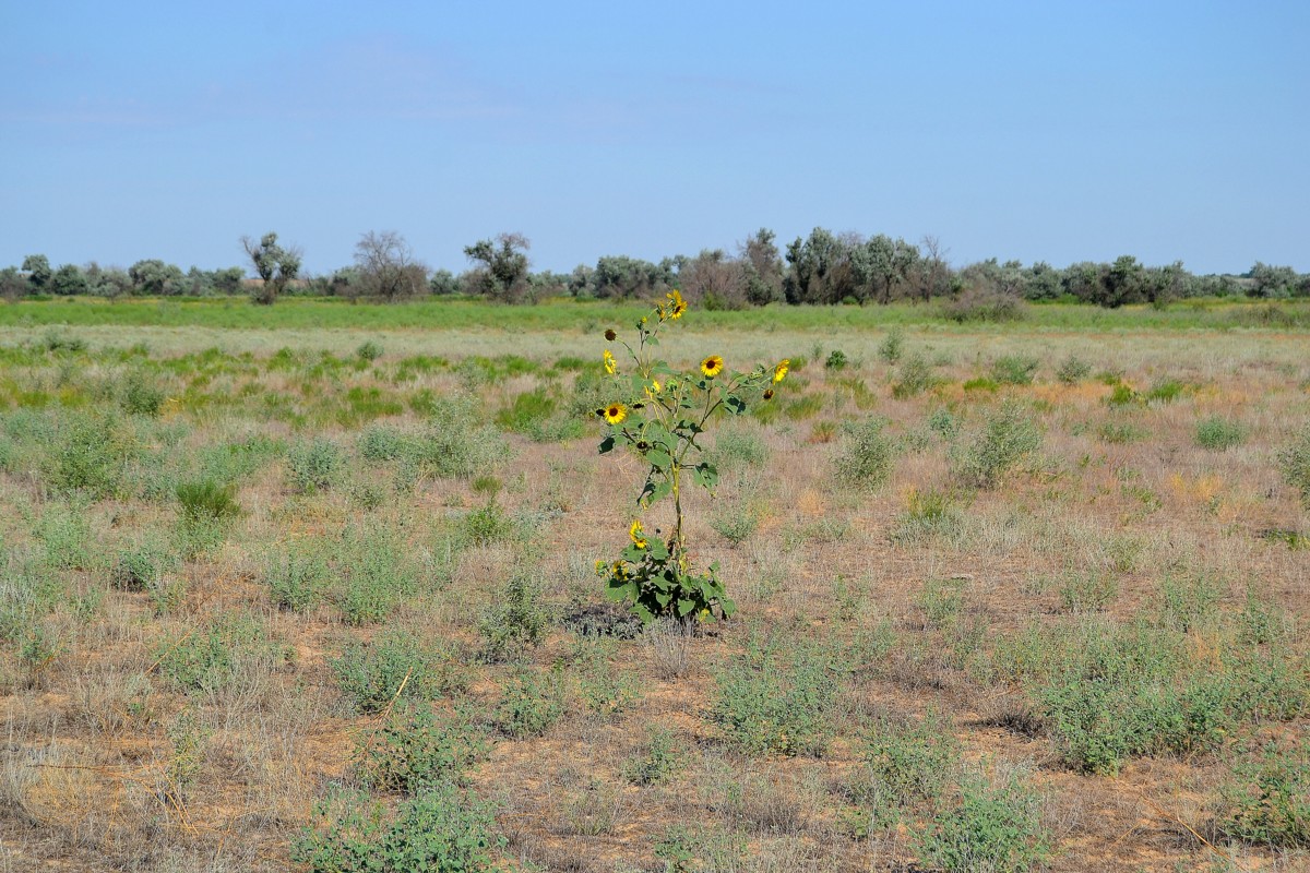 Image of Helianthus lenticularis specimen.