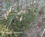 Bromus briziformis