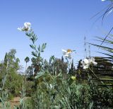 Romneya coulteri. Верхушки веток с бутоном, цветками и плодами. Израиль, Шарон, пос. Кфар Монаш, ботанический сад \"Хават Ганой\". 30.05.2016.